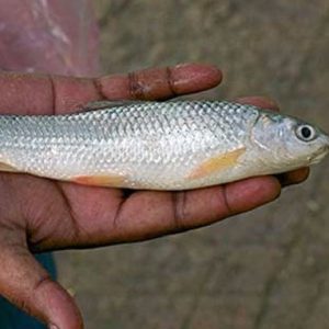 বাটা মাছ, (৮-১০ টি) ৫০০ গ্রাম, Bata mas, fish 500gm