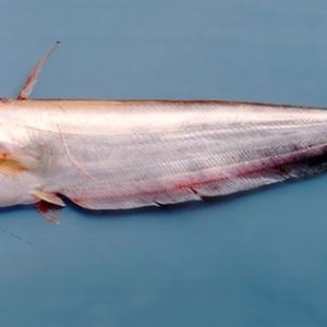 বোয়াল মাছ, (৯০০-১২০০ গ্রাম), boaal, booal mas, fish 900 to 1200 gm