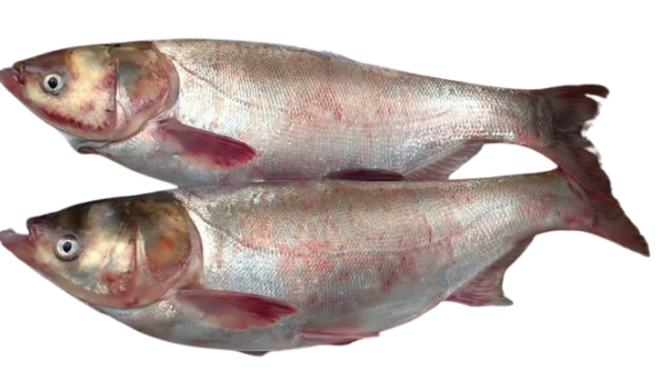 সিল্ভার কার্প মাছ (১০০০ - ১২০০ গ্রাম), silver karp mas, mach, fish