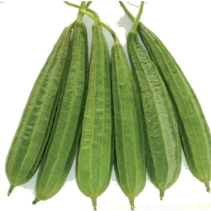 ঝিঙা ৫০০ গ্রাম, jhinga, jhenga, zhinga
