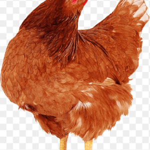 লেয়ার মুরগীর মাংস, ২ কেজি, ±১০০ গ্রাম, layer, layar, lair murgi cock, kok