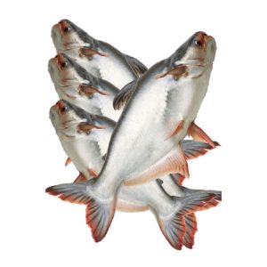 পাঙ্গাশ মাছ, (500 gm) ± ৭৫ গ্রাম, pangash fish, mas, mach