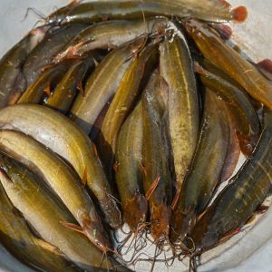 শিং মাছ, (18-22 pcs) (500 gm) ± 25 গ্রাম, shing fish, mas, mach