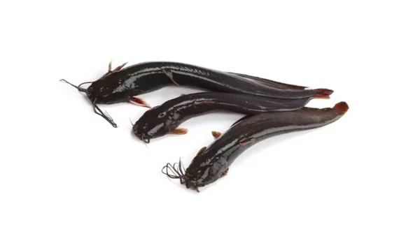 শিং মাছ, (11-20 pcs) (500 gm) ± ৭৫ গ্রাম, shing fish, mas, mach