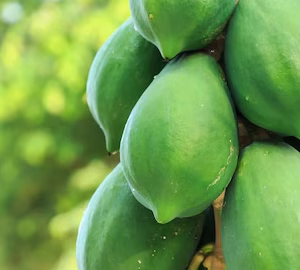পেপে, 10 kg, pepe, papaya